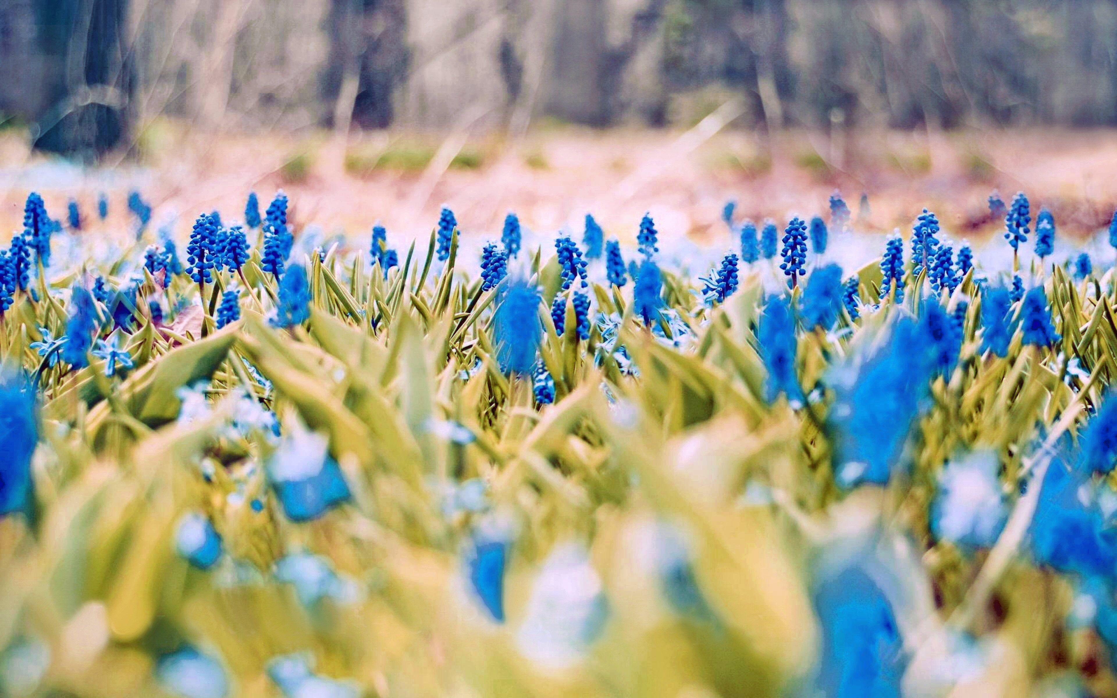 3840x2400 Hd Spring Wallpaper Background Image Design Trends Background HD Spring Wallpaper & Background Download