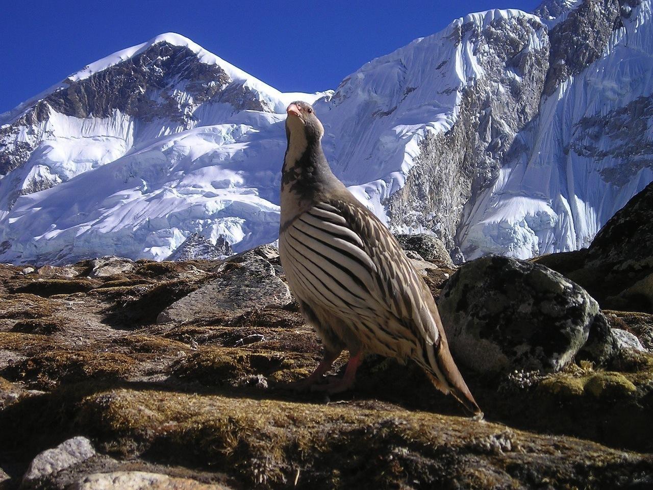 1280x960 Beautiful Nepal Wallpaper! for Android