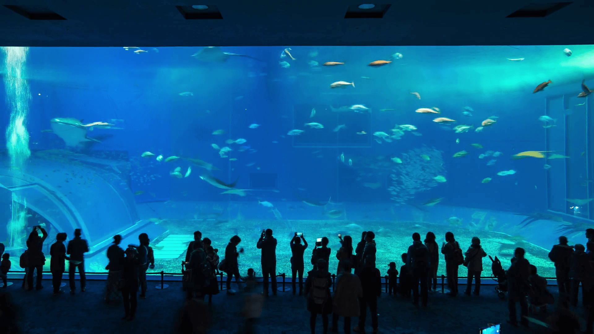 Okinawa Aquarium Wallpapers Top Free Okinawa Aquarium Backgrounds