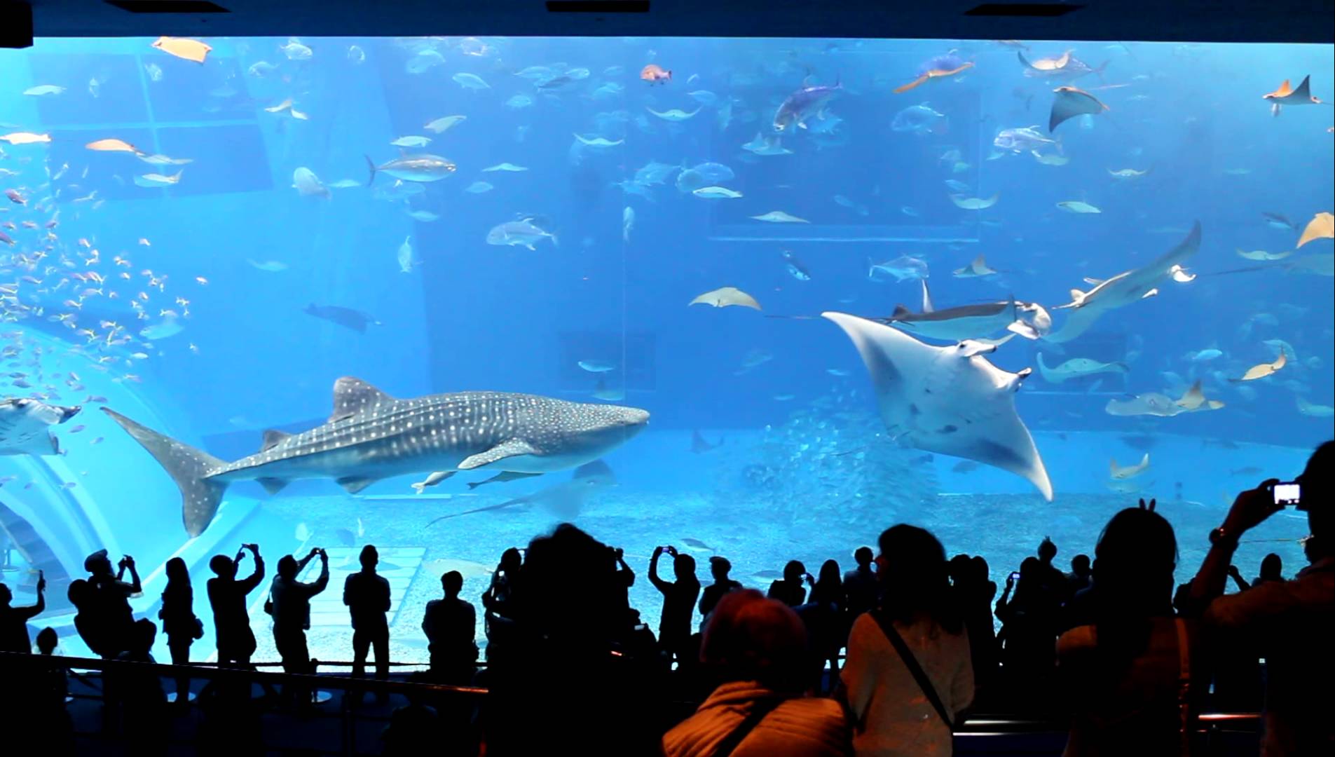 1905x1080 Okinawa Aquarium. HOUSE OF FISHERY LOVERS