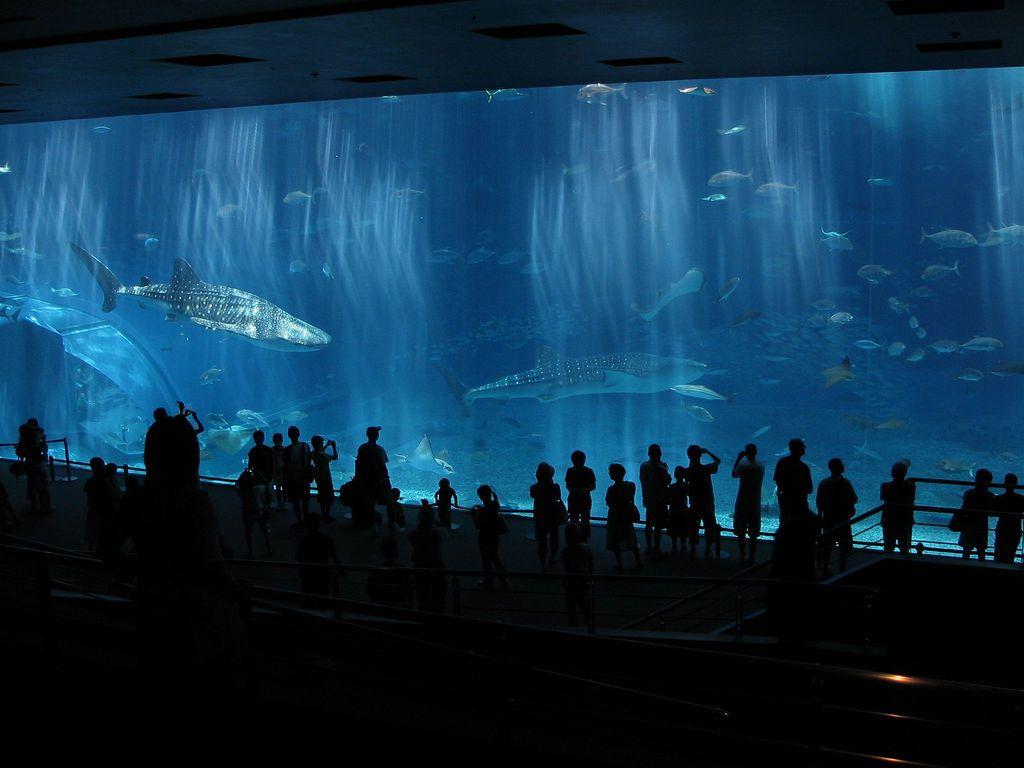 1024x768 Churaumi aquarium, Okinawa, Japan. Churaumi aquarium has an