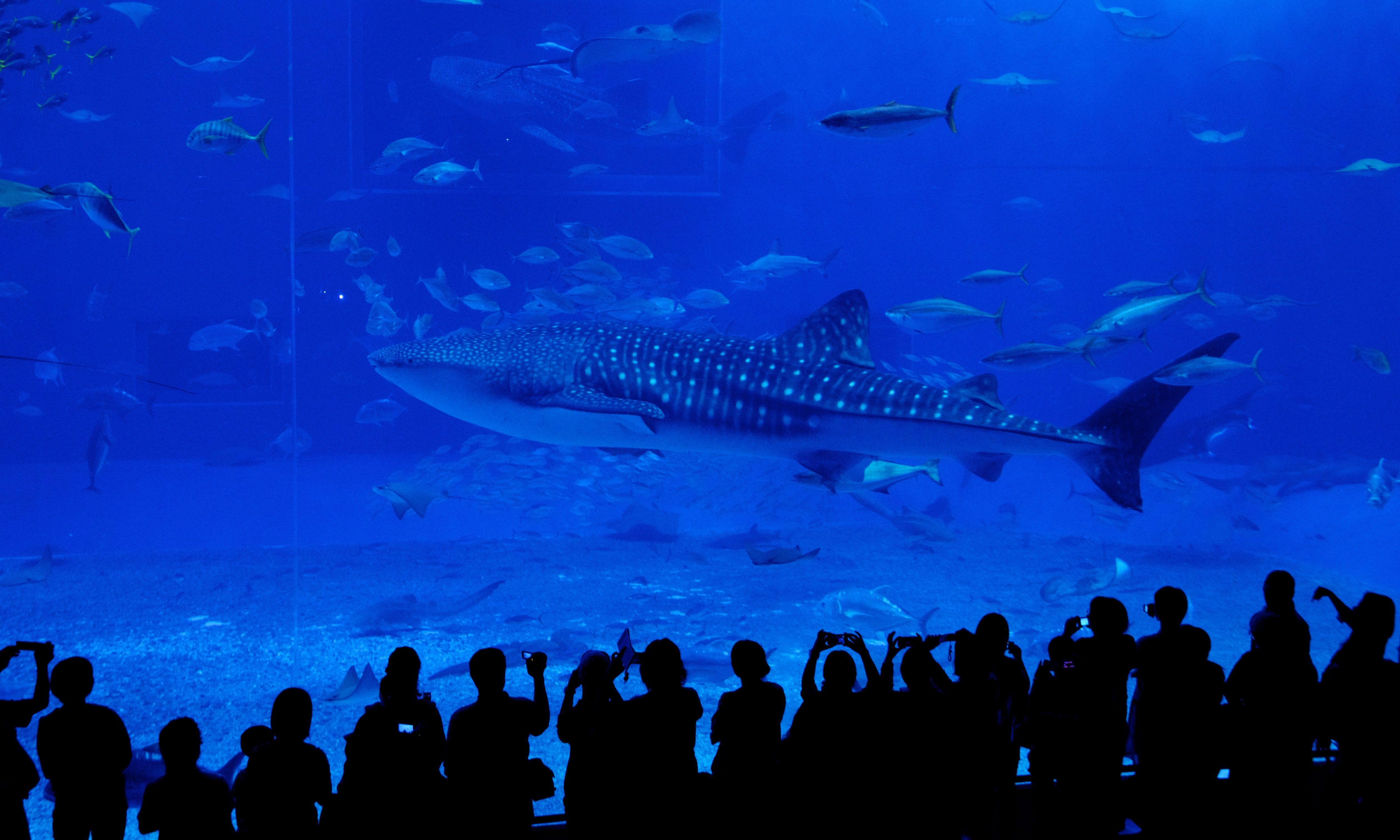5041x3025 Okinawa Churaumi Aquarium in Okinawa Island
