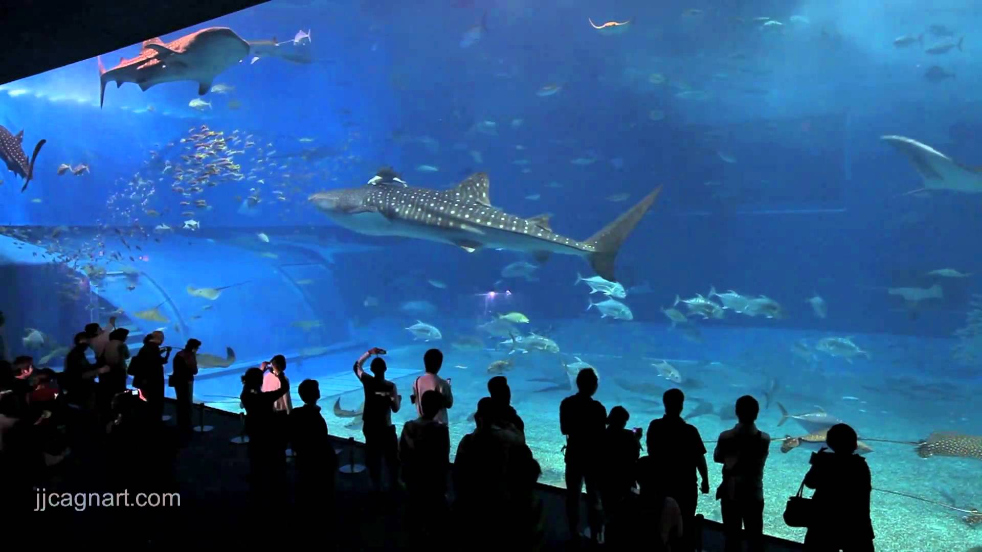 1920x1080 Okinawa Churaumi Sharks & Mantas