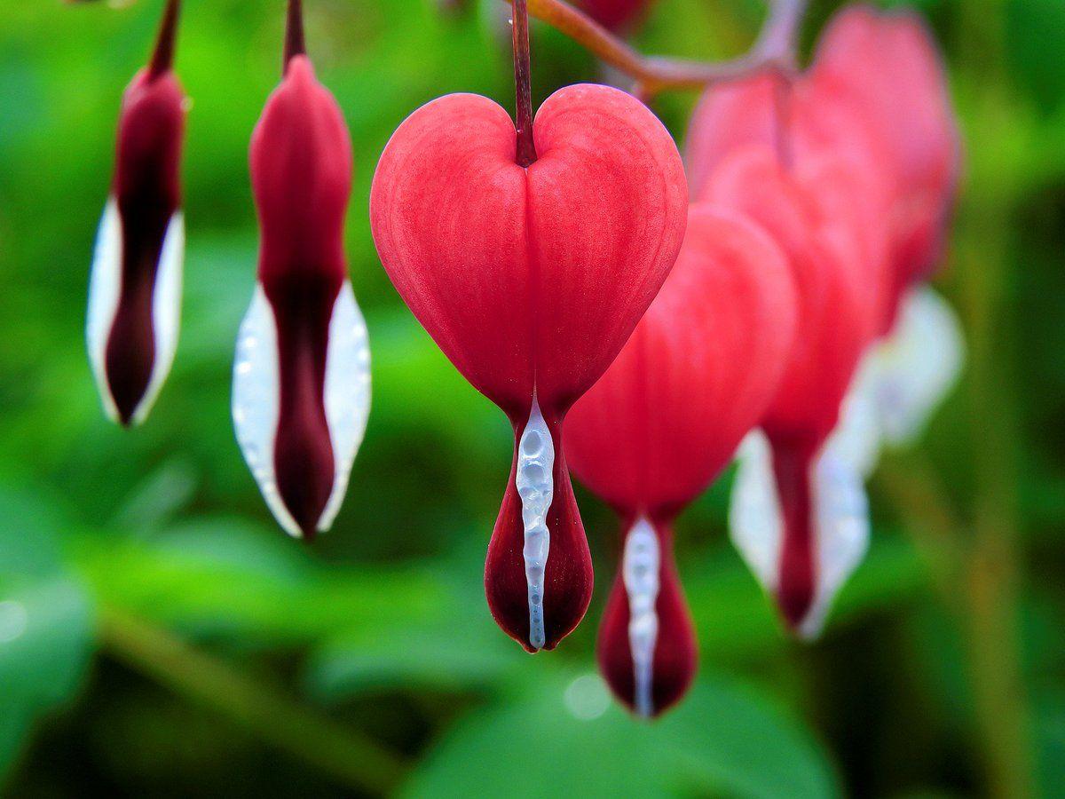 1200x900 HD Wallpaper by Bruno Glätsch #hearts #flowers #red #shape #beautiful #blur #landscape #wallpaper #HDwallpaper #photography
