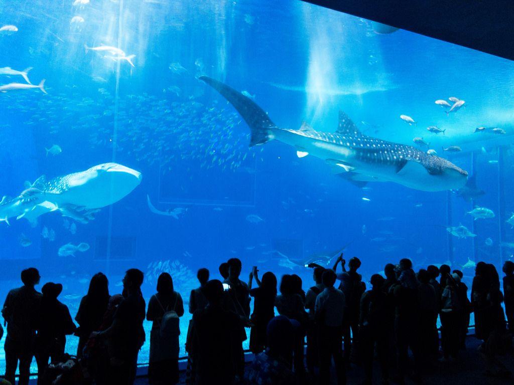 1024x768 Okinawa Aquarium. Lots of people watching the whale sharks