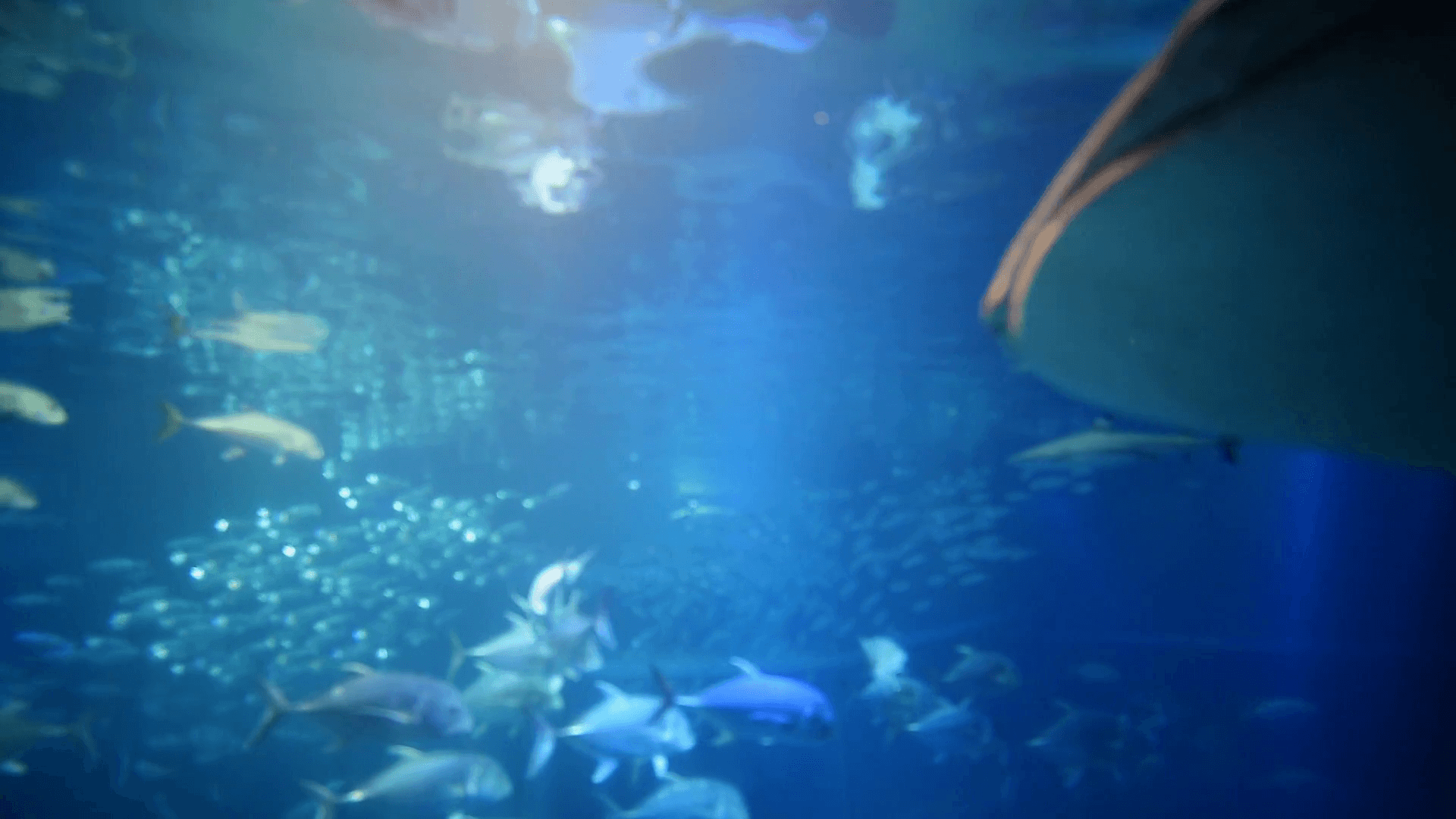 1920x1080 big Whale Shark swimming Okinawa Aquarium Japan Stock Video Footage