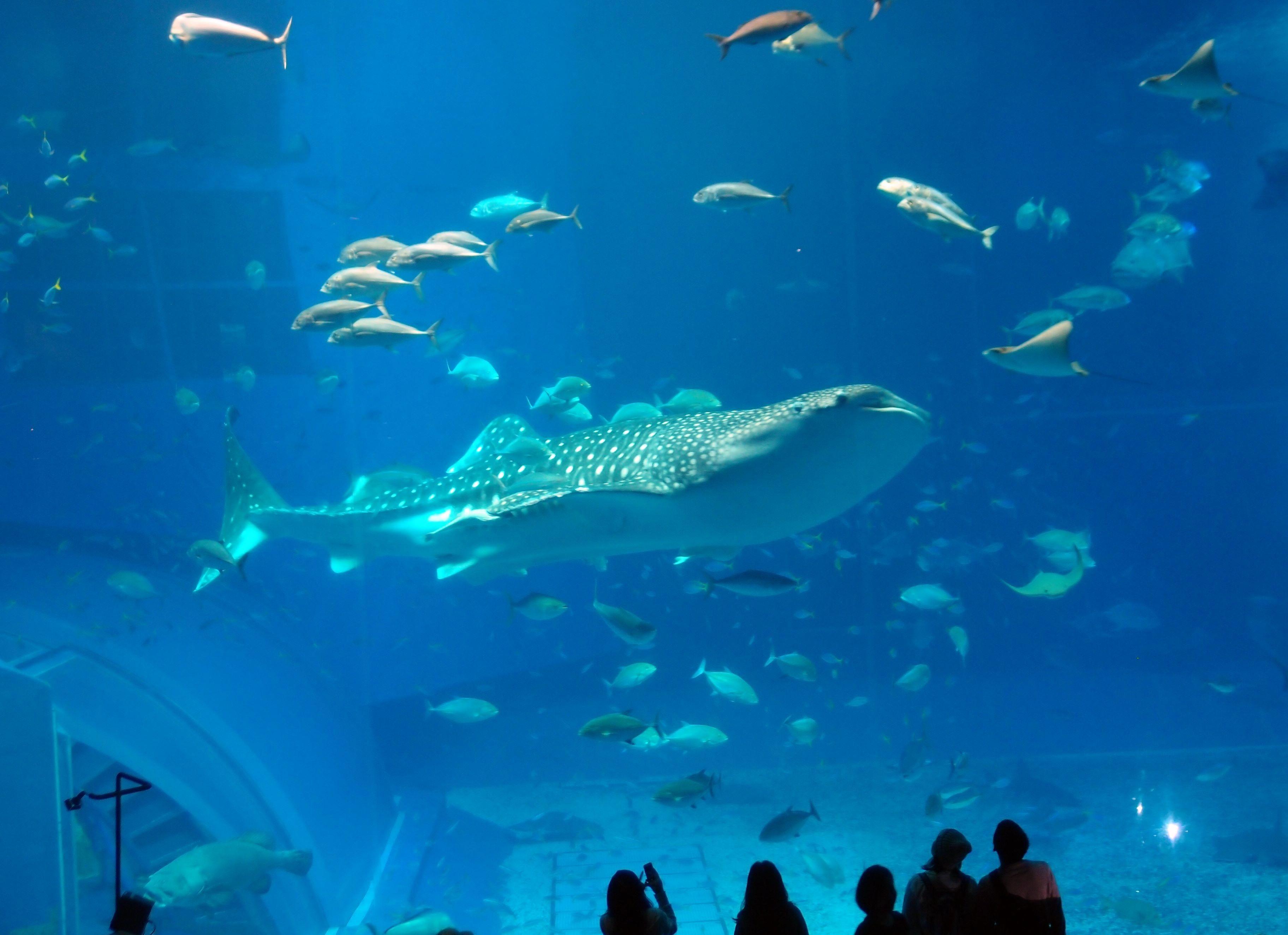 Okinawa Aquarium Wallpapers Top Free Okinawa Aquarium Backgrounds
