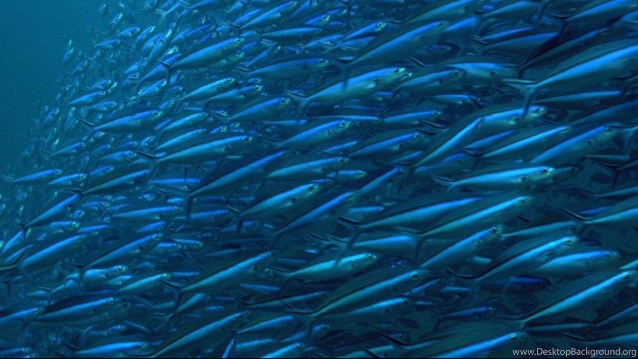 1280x720 DEEP SEA FISHING WALLPAPER Desktop Background