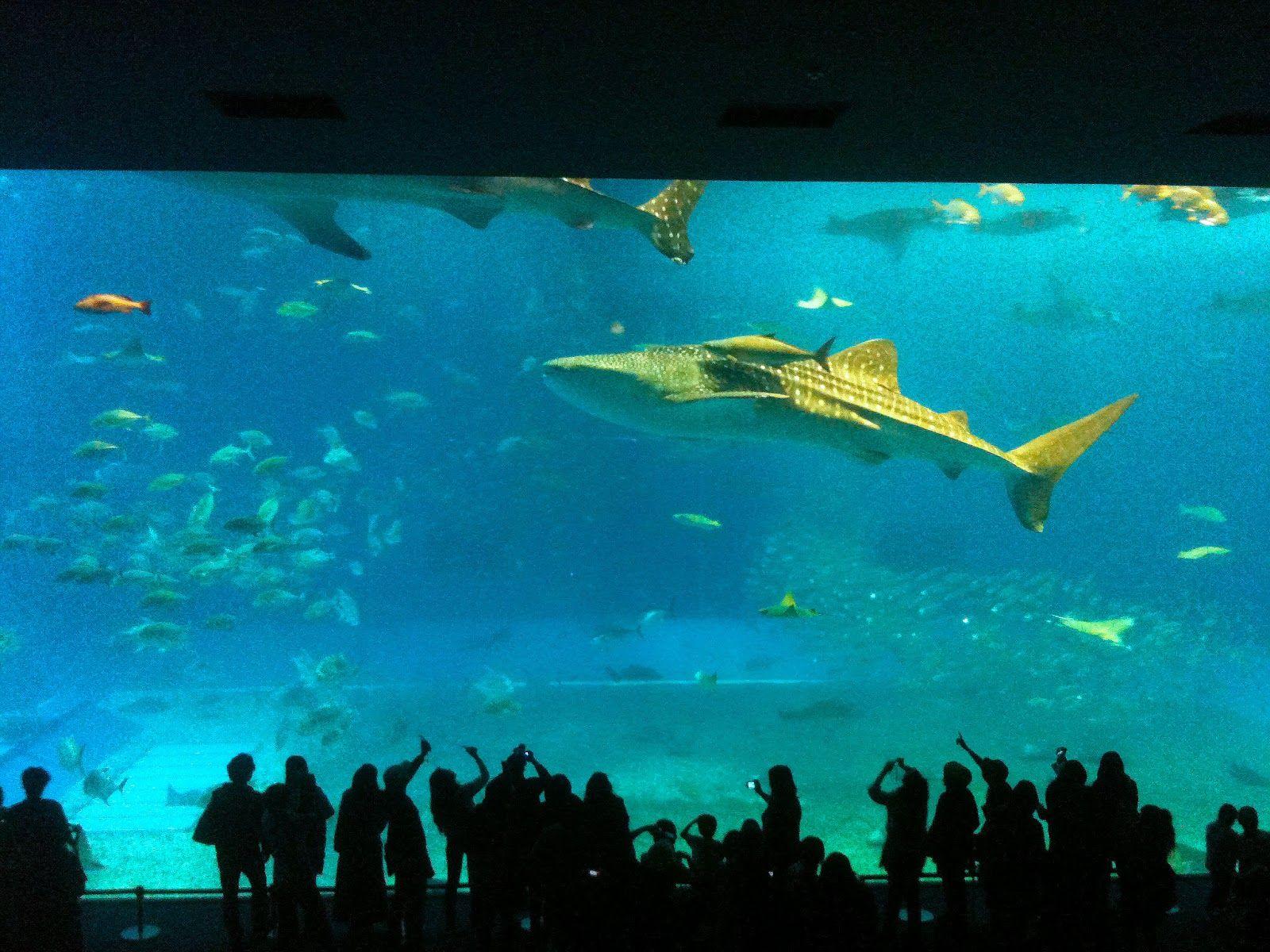1600x1200 Okinawa: Churaumi Aquarium 沖縄美ら海水族館