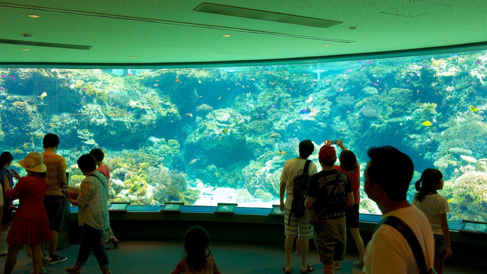 1600x900 Animal Picture: View Image of Okinawa