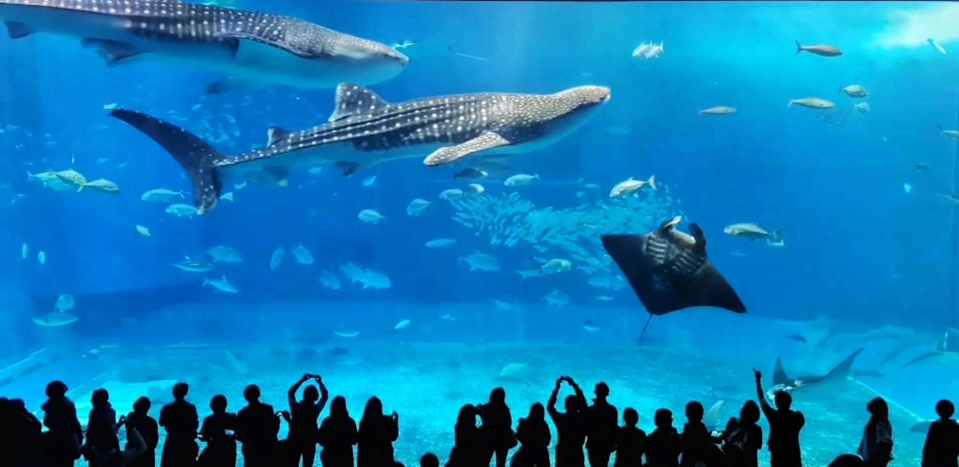 1907x930 The mesmerising Okinawa Churaumi Aquarium in Okinawa, Japan