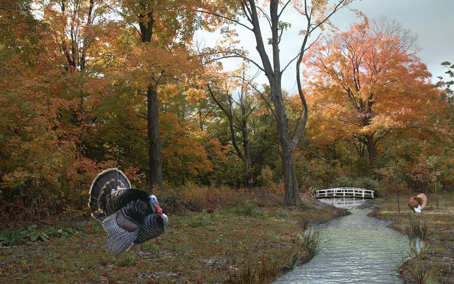 1920x1200 Thanksgiving Scenes Wallpaper