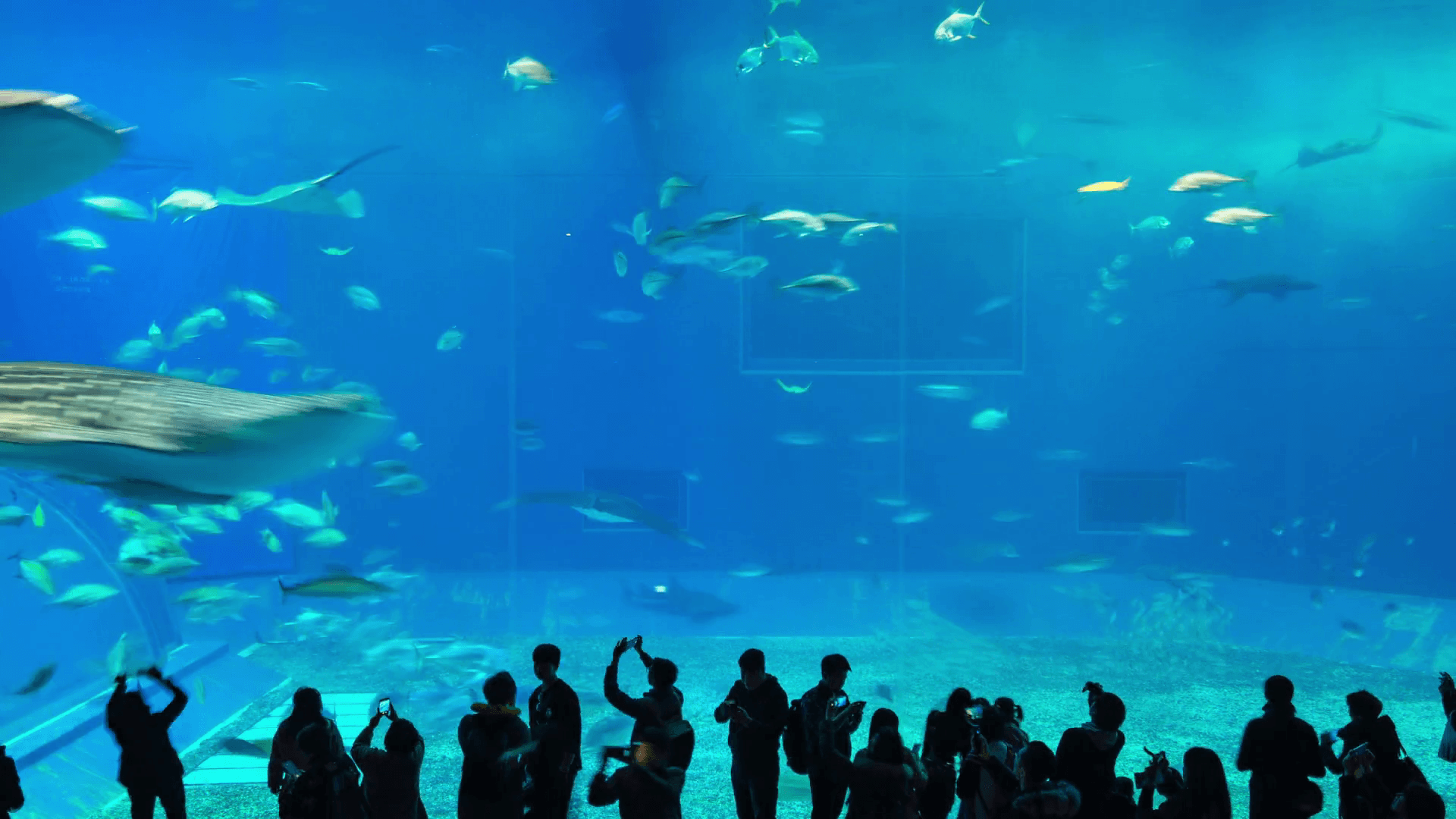 1920x1080 Timelapse video of Okinawa Churaumi Aquarium in Ocean Expo Park