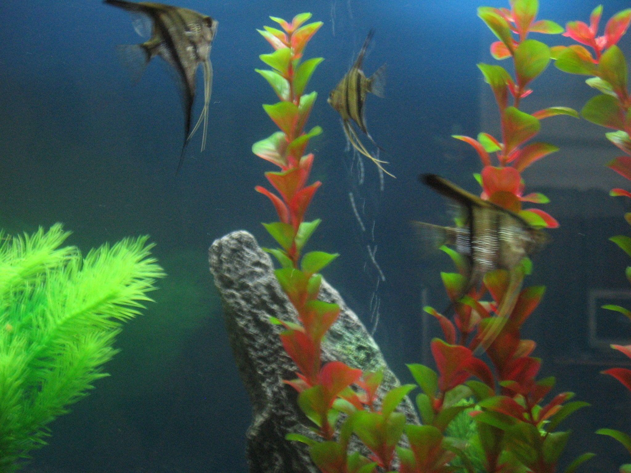 Okinawa Aquarium Wallpapers Top Free Okinawa Aquarium Backgrounds