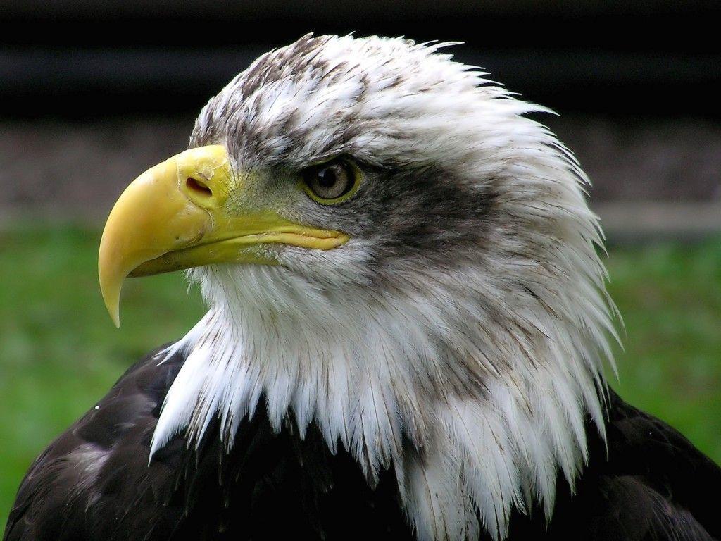 1024x768 Awesome American Eagle Brand Wallpaper te Bald Eagle HD Wallpaper Picture Image Background Photo 1024x768