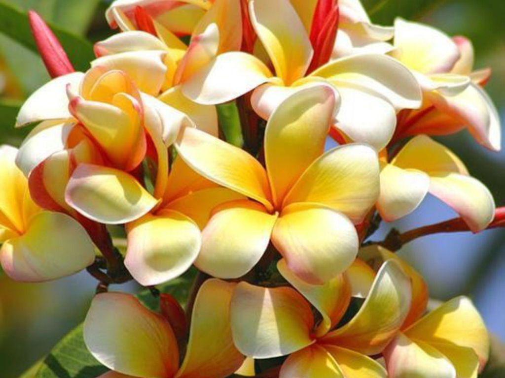 1024x768 Tropical Flowers HD wallpaperx768