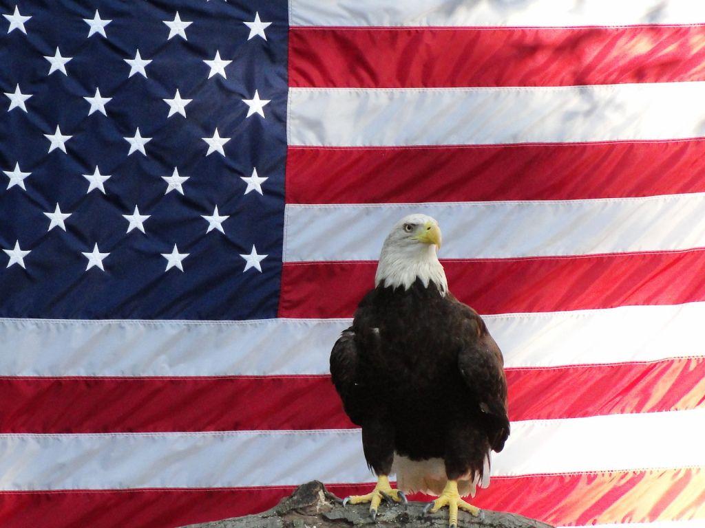 1024x768 American flag eagle pics
