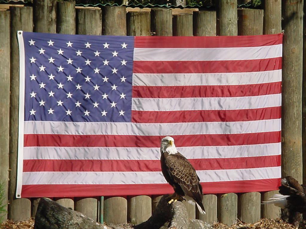 1024x768 Free American Eagle