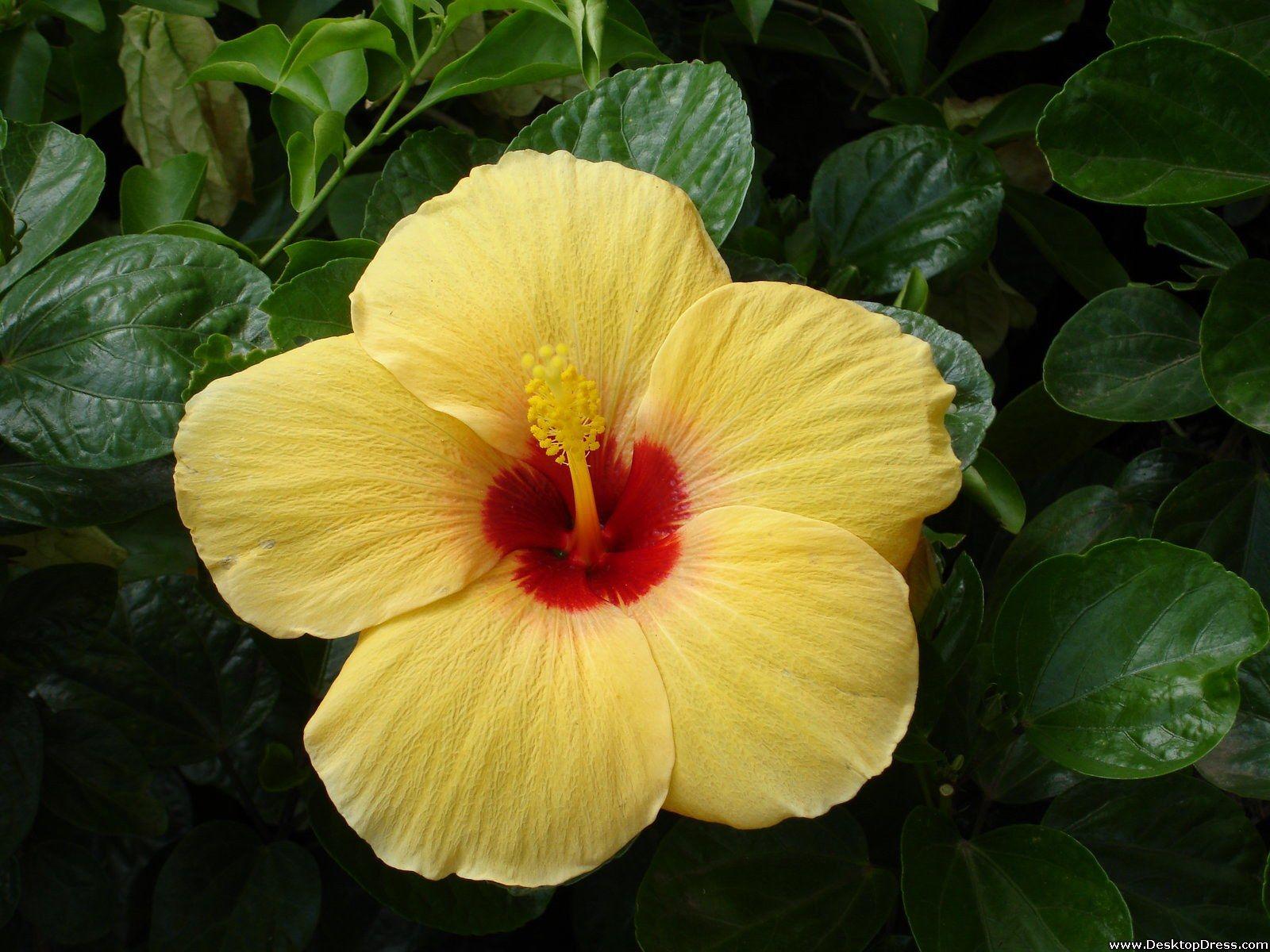 1600x1200 Desktop Wallpaper Flowers Background Yellow Tropical Flower