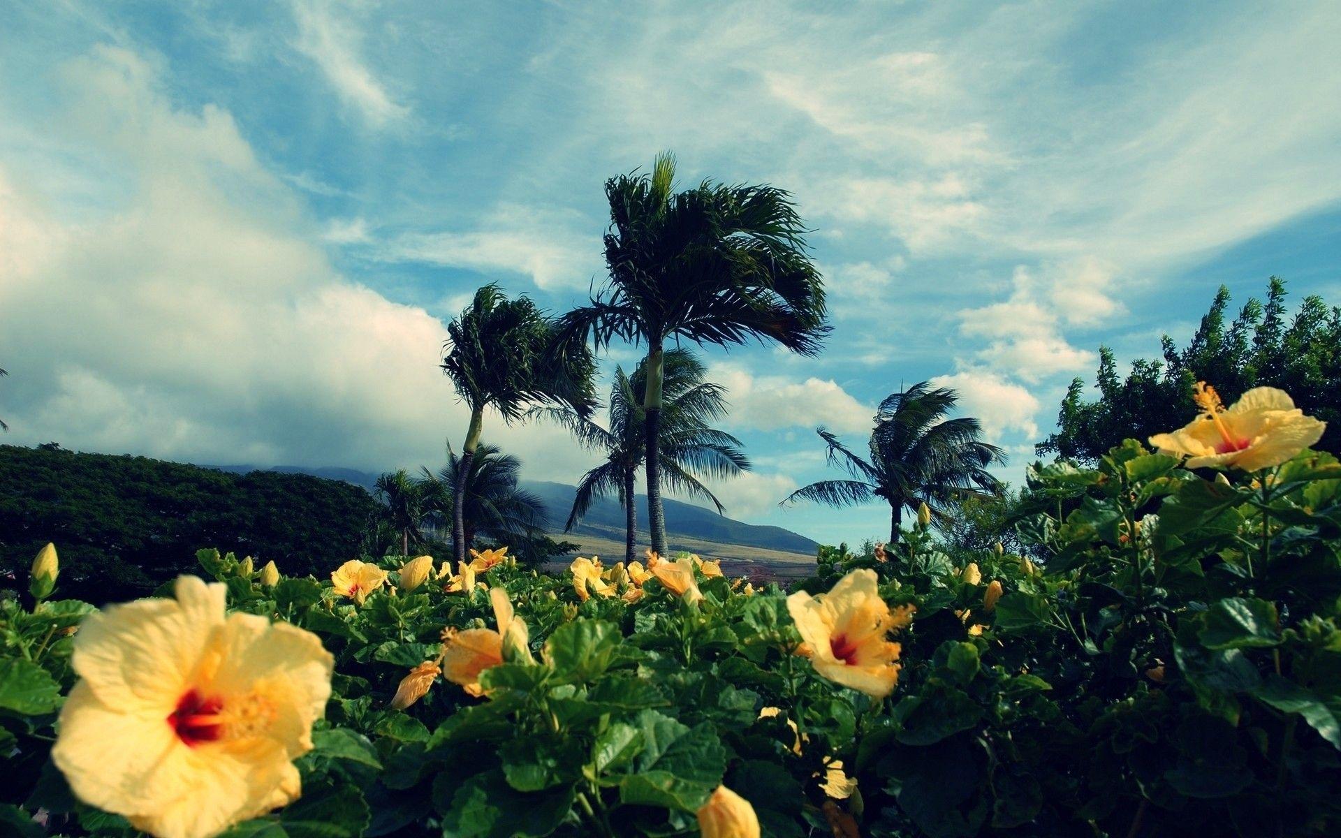 1920x1200 Yellow tropical flowers Desktop wallpaper 1024x768