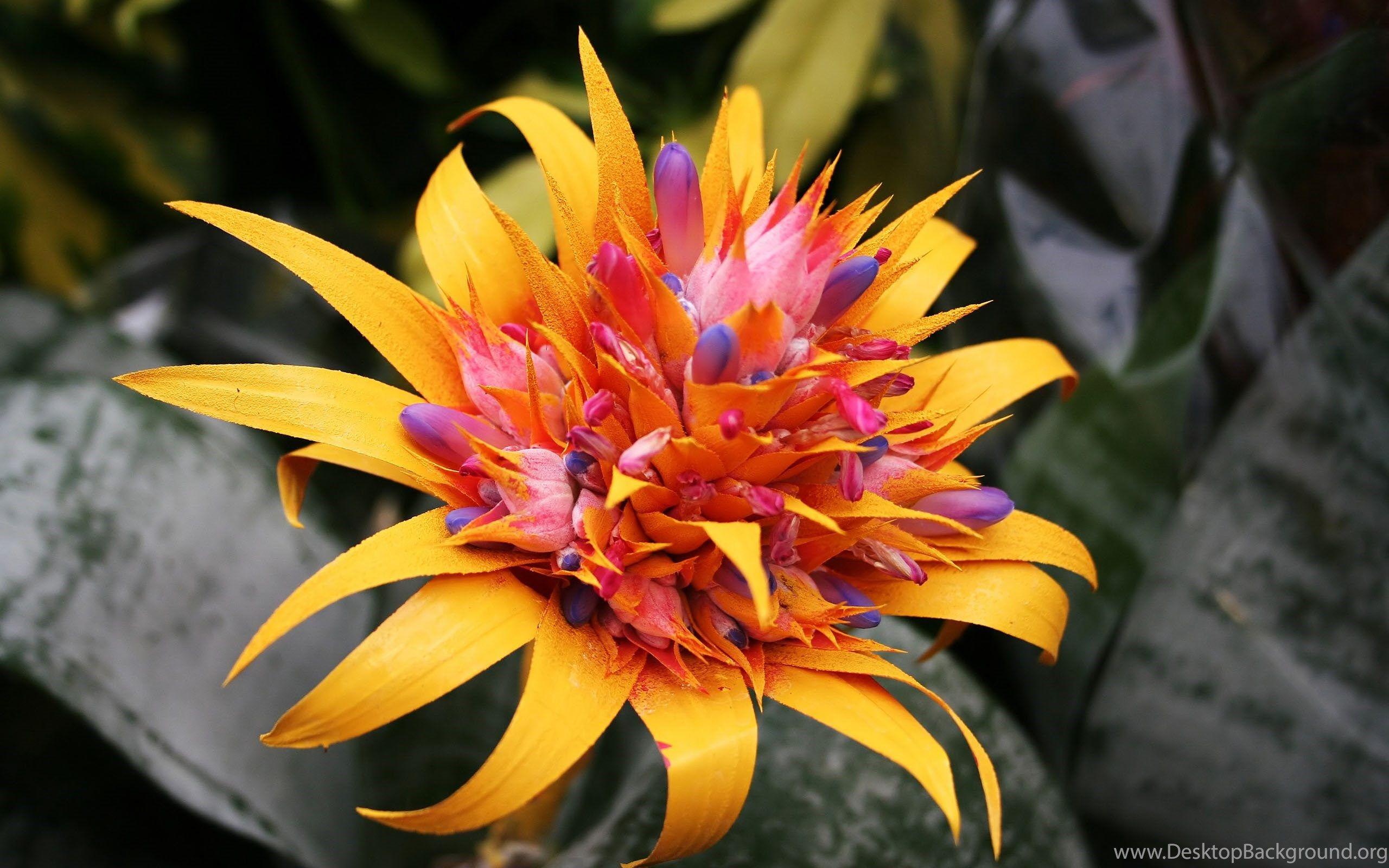 2560x1600 Tropical Flower Tropical Flowers HD Wallpaper 1 My City Flower. Desktop Background