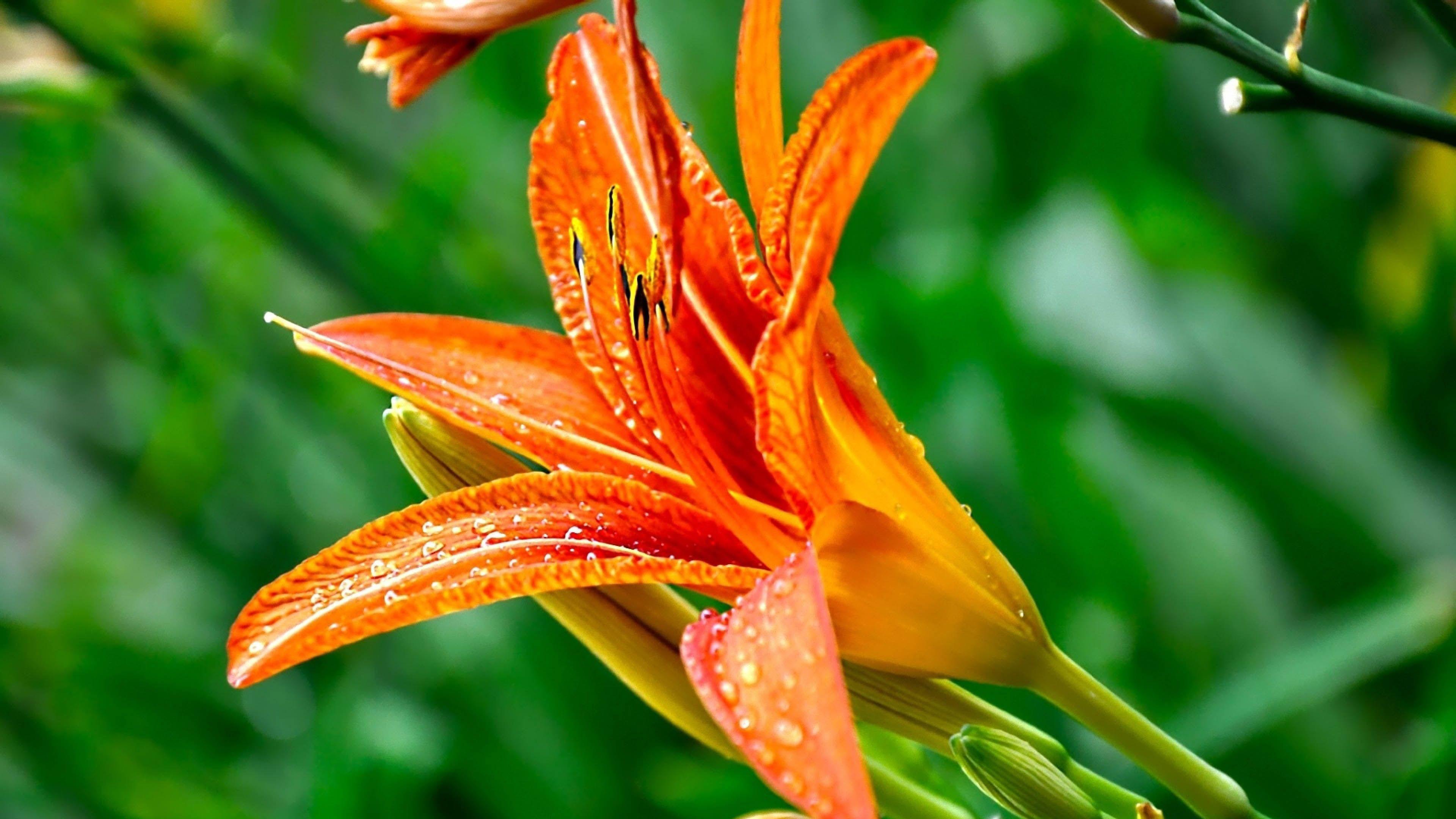 3840x2160 Orange Flower (3840x2160) Wallpaper, Image, Background, Picture
