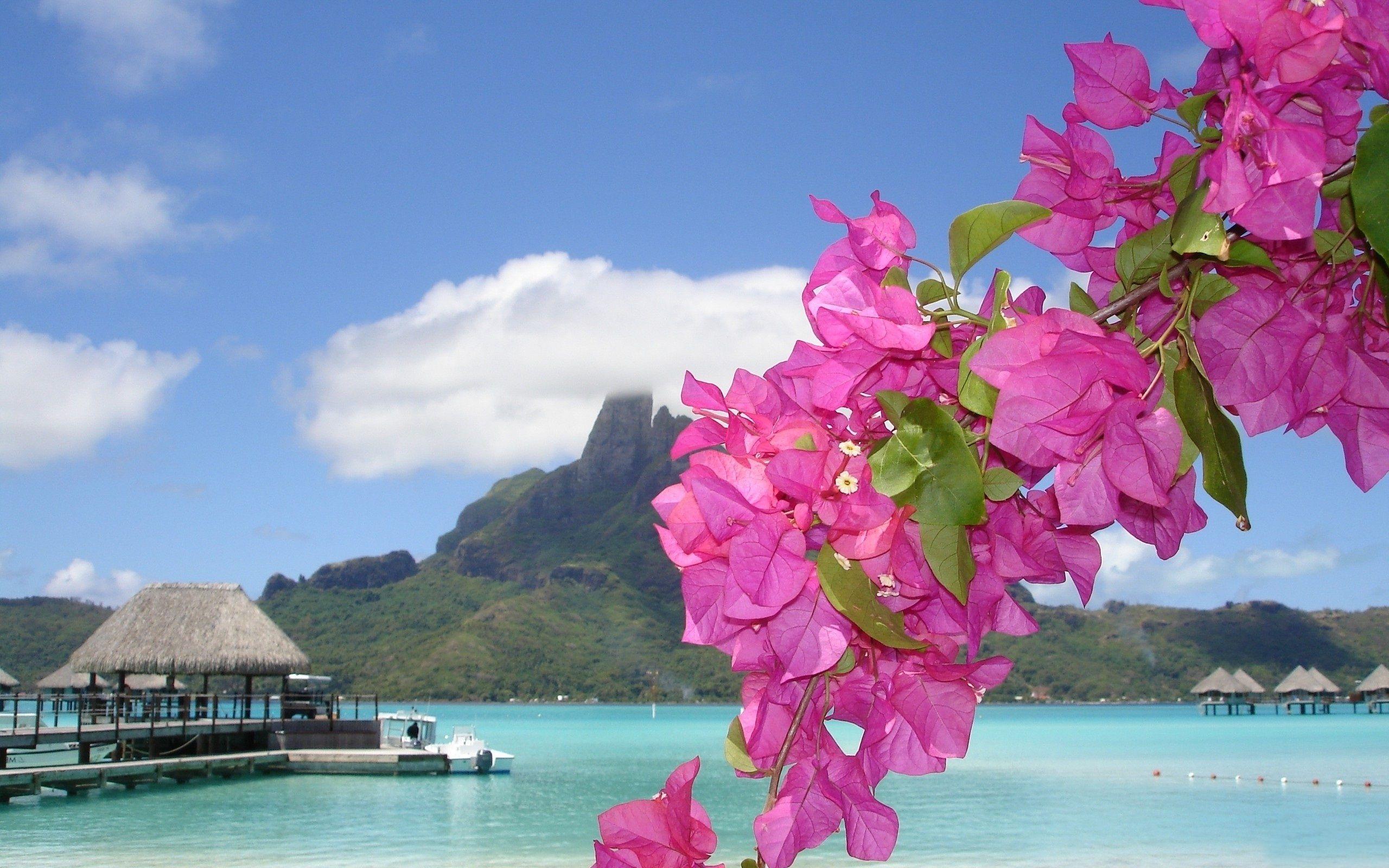 2560x1600 Tropical Flowers Wallpaper