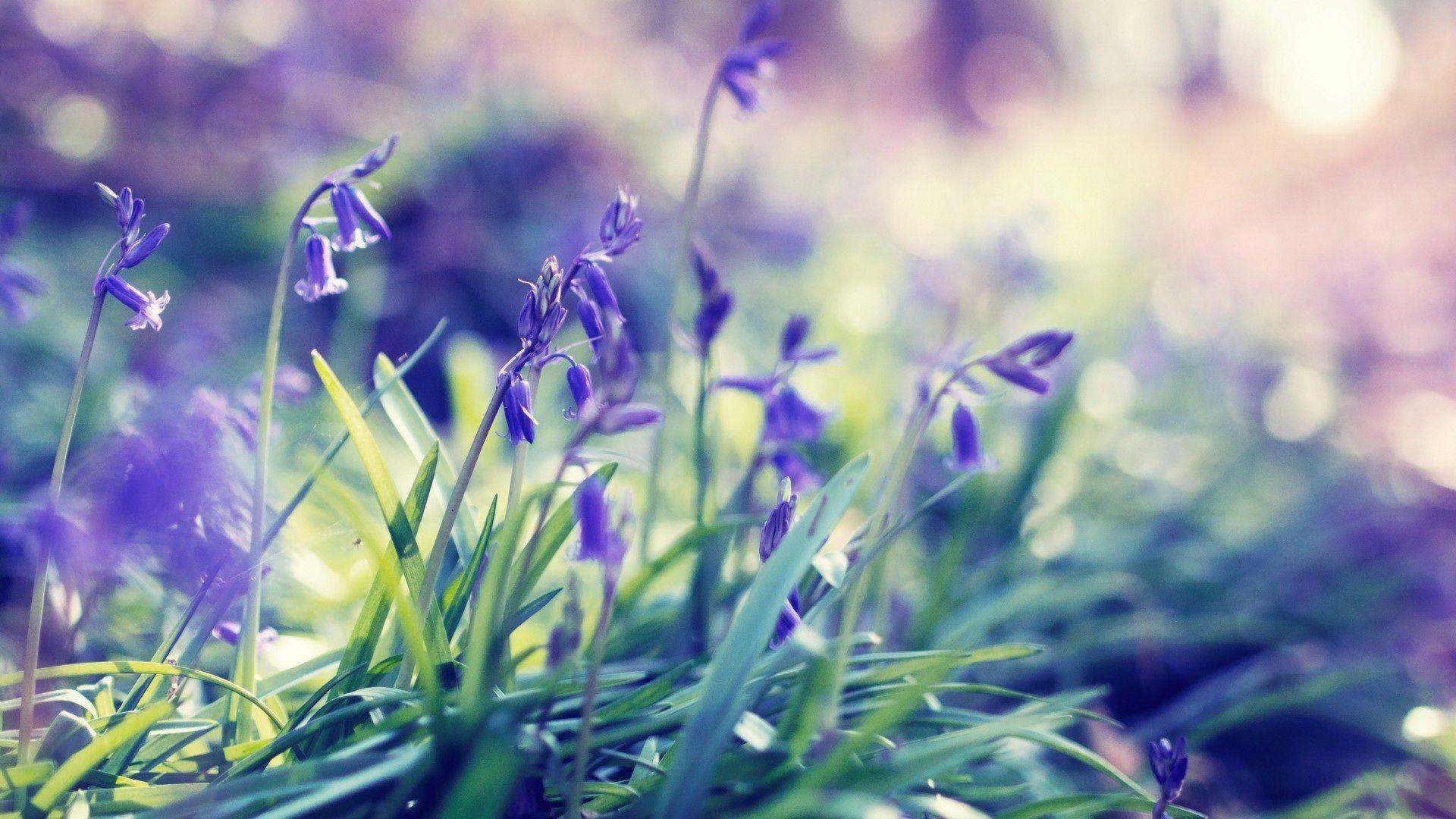 1920x1080 Spring Flowers Wallpaper HD (Images)