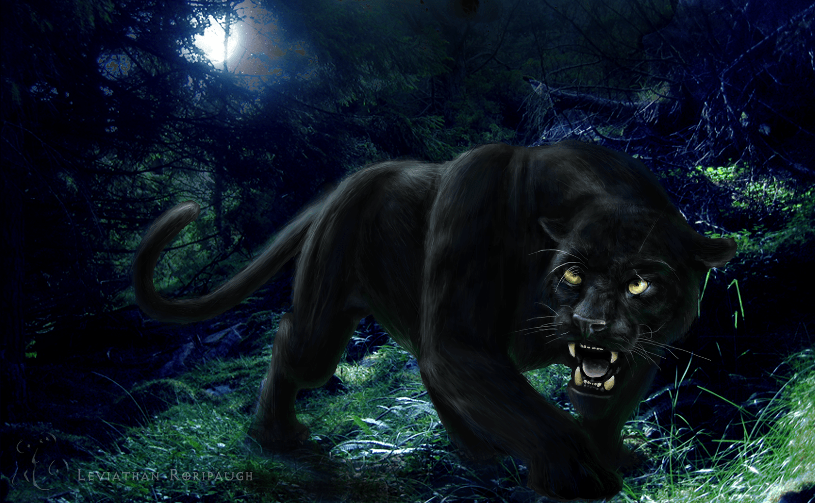 1600x987 Black Leopard Wallpaper