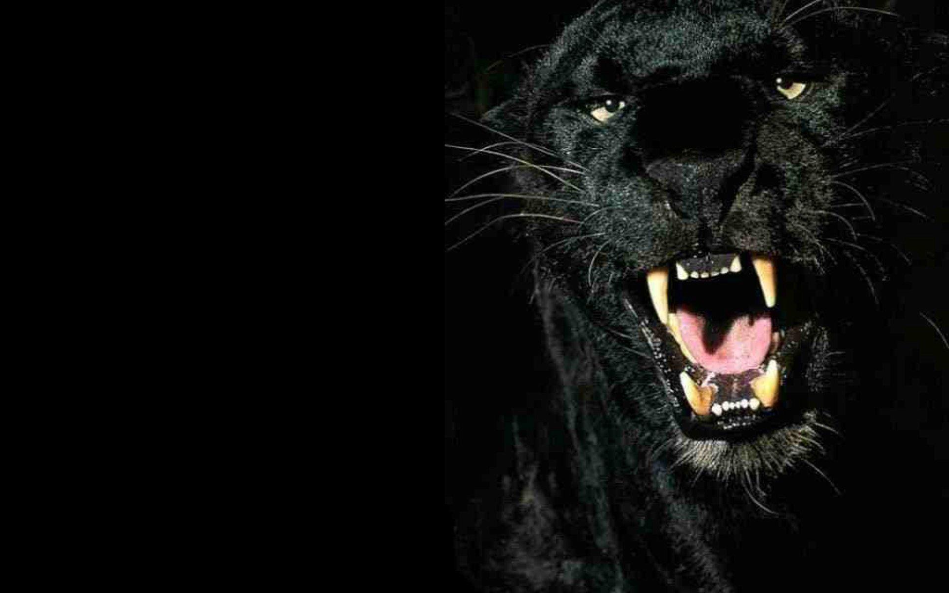 1920x1200 Black Panthers Wallpaper