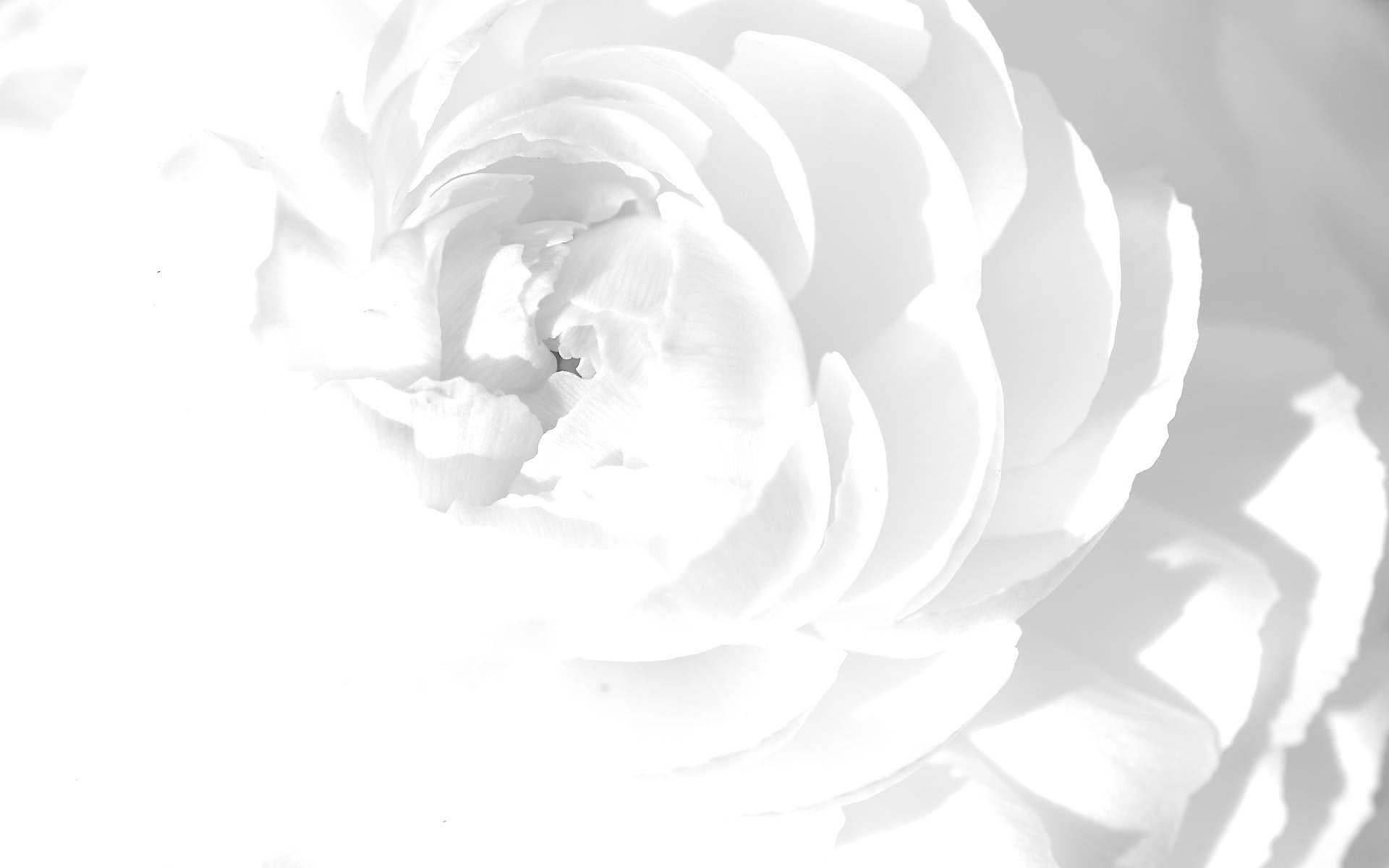 1920x1200 Desktop wallpaper image wallpaper flowers background babies flower tamil actress wh. White flower wallpaper, White background wallpaper, White flower background