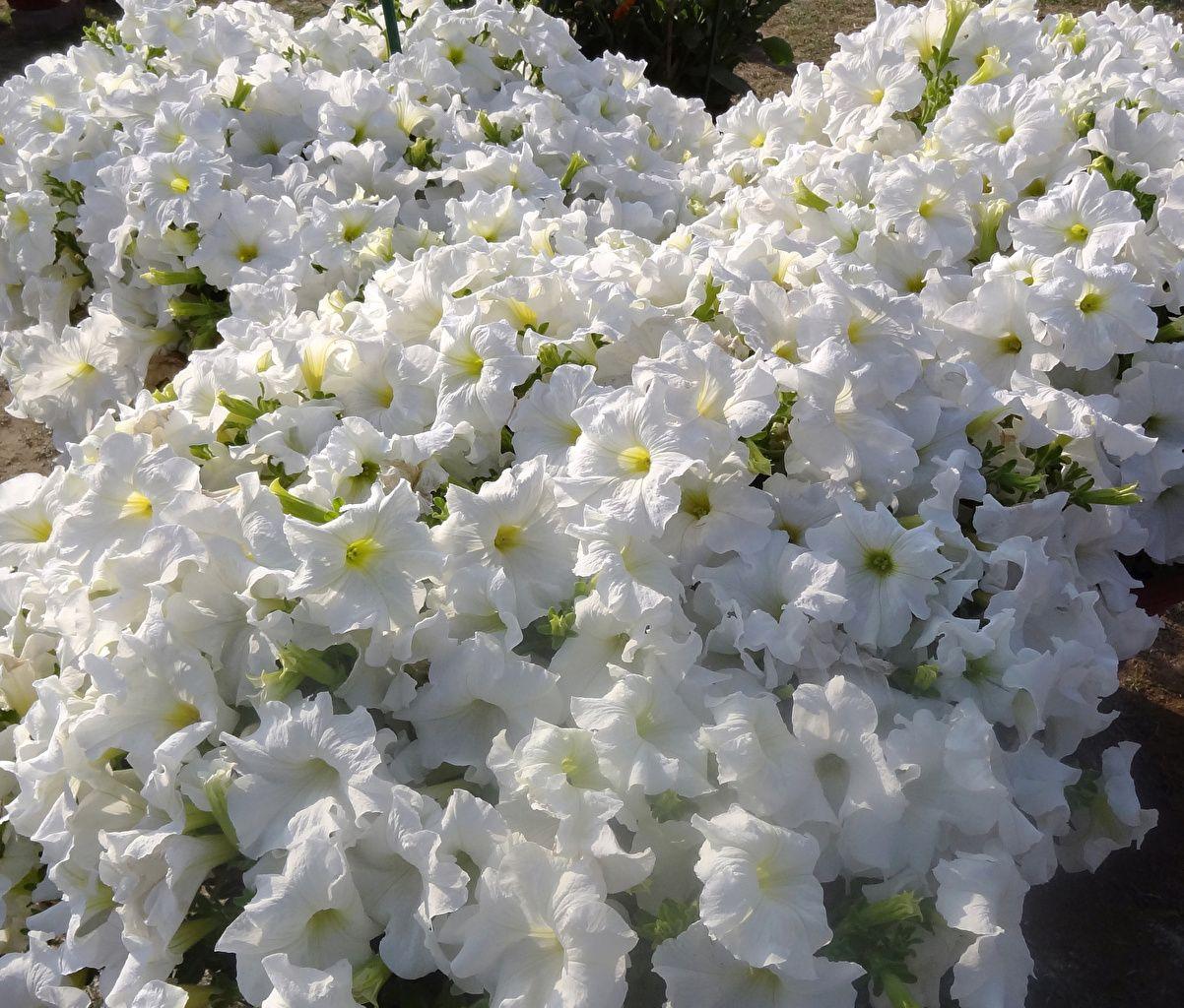 1202x1024 Desktop Wallpaper White flower Petunia Many Closeup