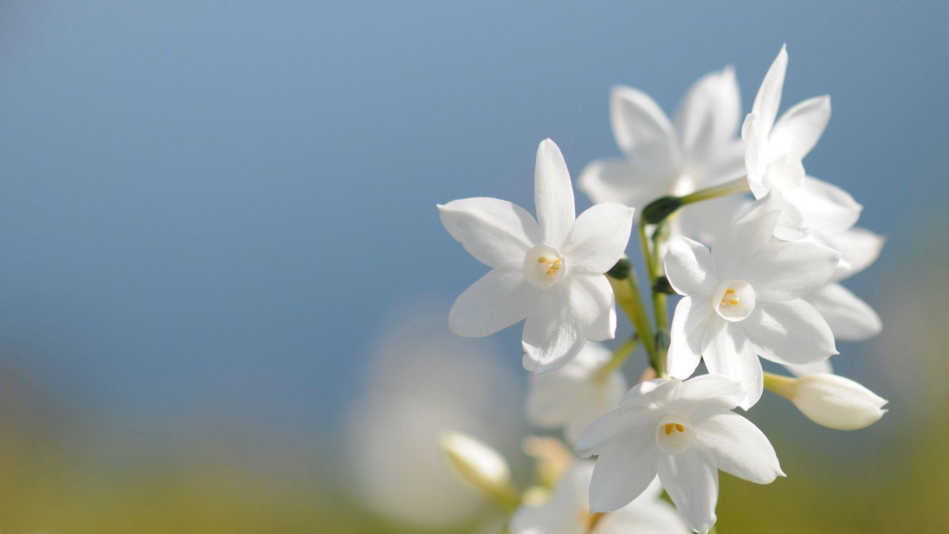 1920x1080 Free download White Flower HD Wallpaper [1920x1200] for your Desktop, Mobile & Tablet. Explore Wallpaper Flower. Blue Flower Wallpaper, Spring Flower Wallpaper, Lotus Flower Wallpaper
