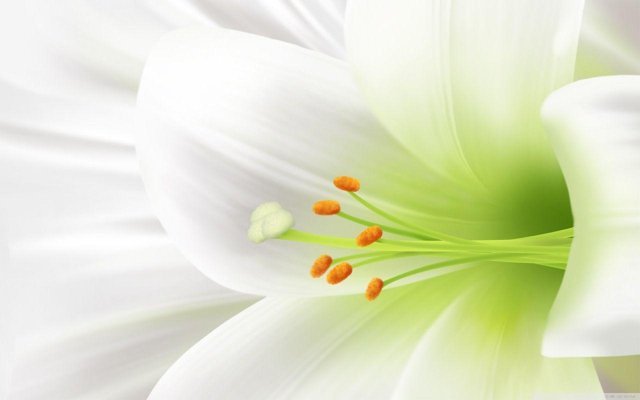1280x800 White Lily, Easter Flower Ultra HD Desktop Background Wallpaper for 4K UHD TV : Widescreen & UltraWide Desktop & Laptop : Tablet