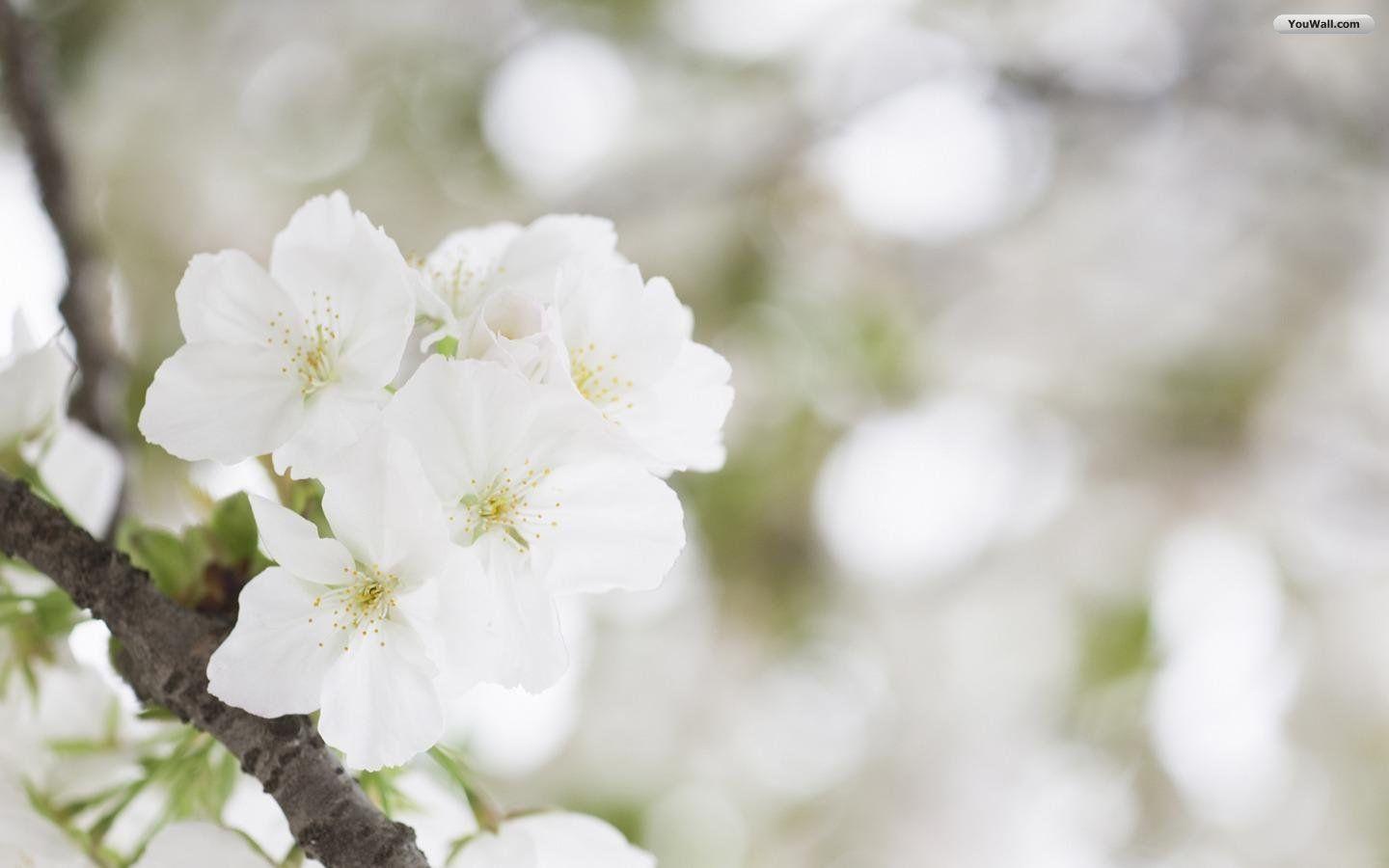 1440x900 White Flowers wallpaperx900