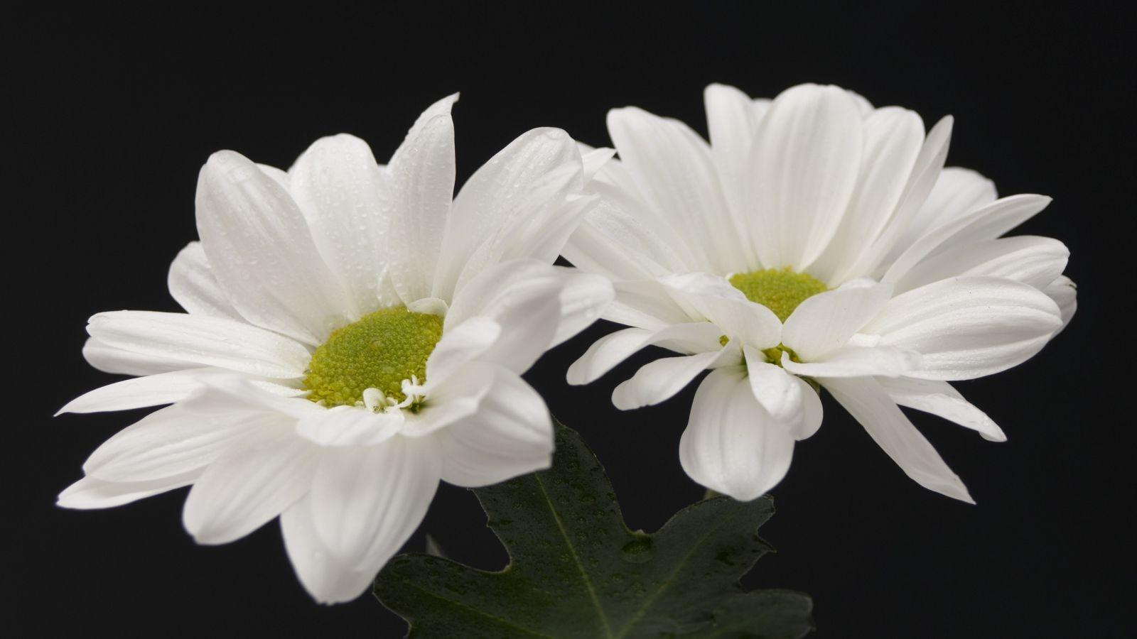1600x900 White flowers Desktop wallpaper 1600x900