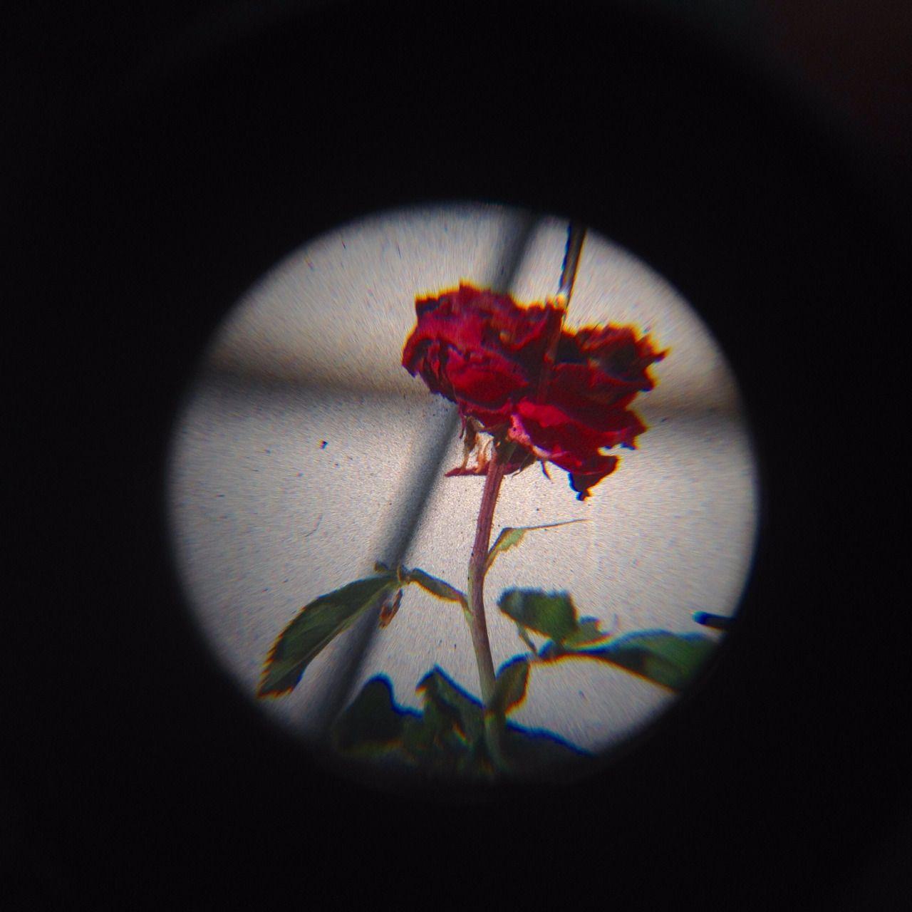 1280x1280 Tiarriia $. Grunge aesthetic, Red aesthetic, Flowers