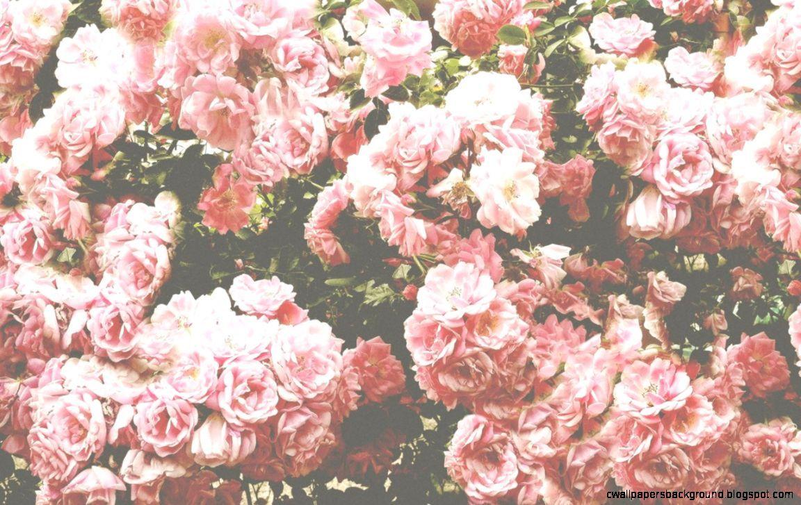 1152x727 Pink Flower Wallpaper Tumblr Wallpaper Background Aesthetic Background Flowers