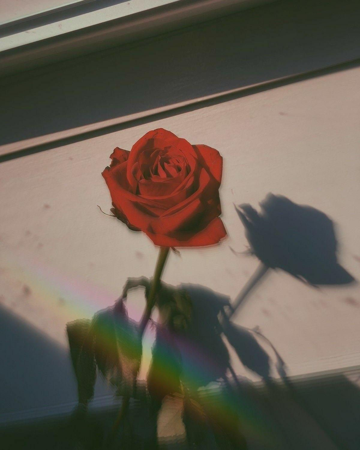 1200x1500 pin: daily aesthetics. Flower background iphone, Flower aesthetic, Aesthetic iphone wallpaper