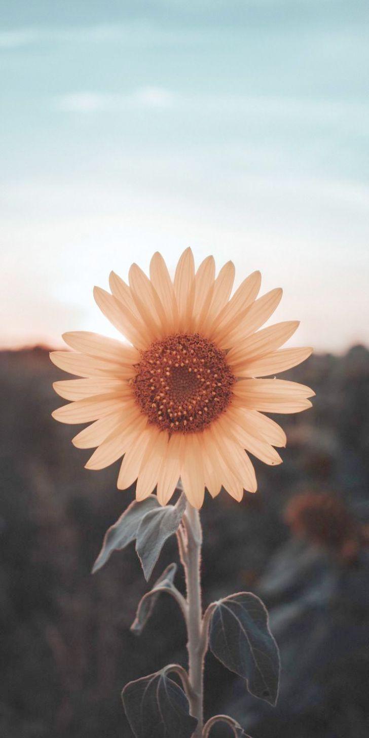 728x1457 Wallpaper iPhone 6 Grunge every Wallpaper iPhone 6 Tumblr Flower. Sunflower wallpaper, Tumblr flower, Sunflower art print