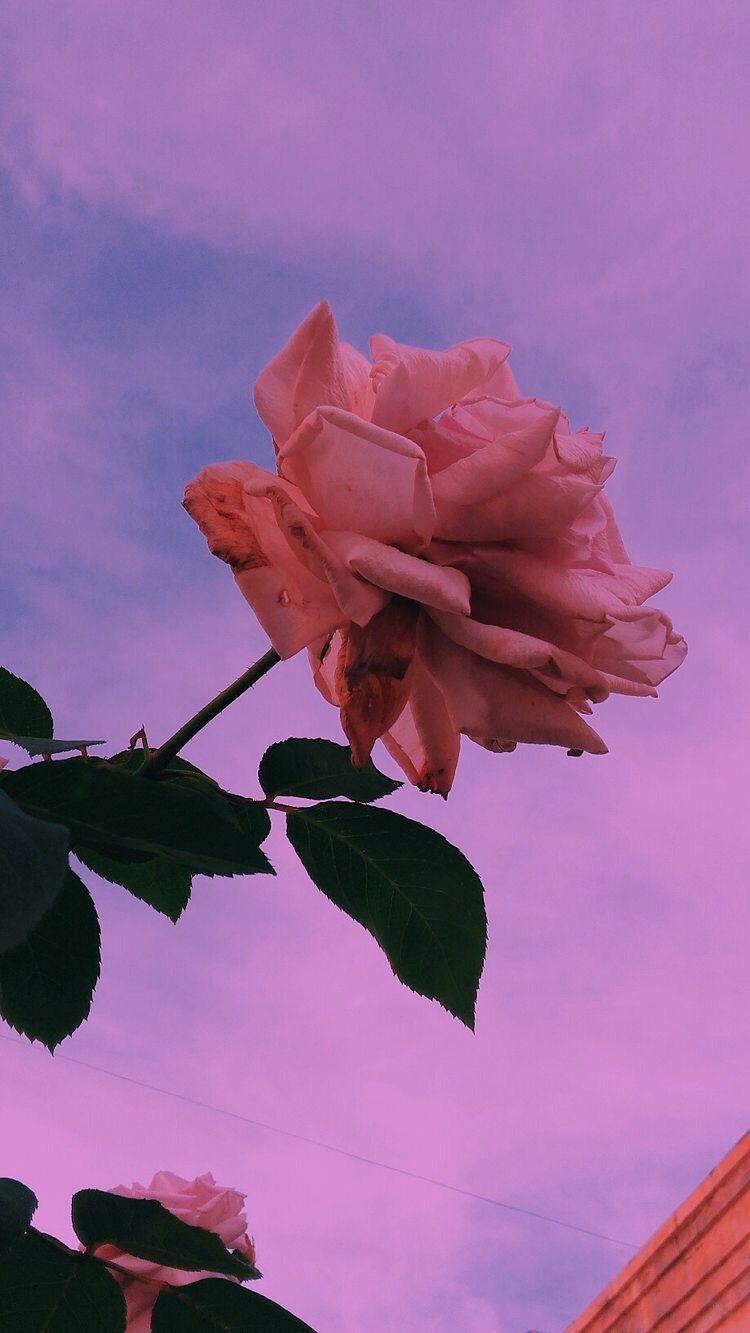 750x1333 Alizeh khan