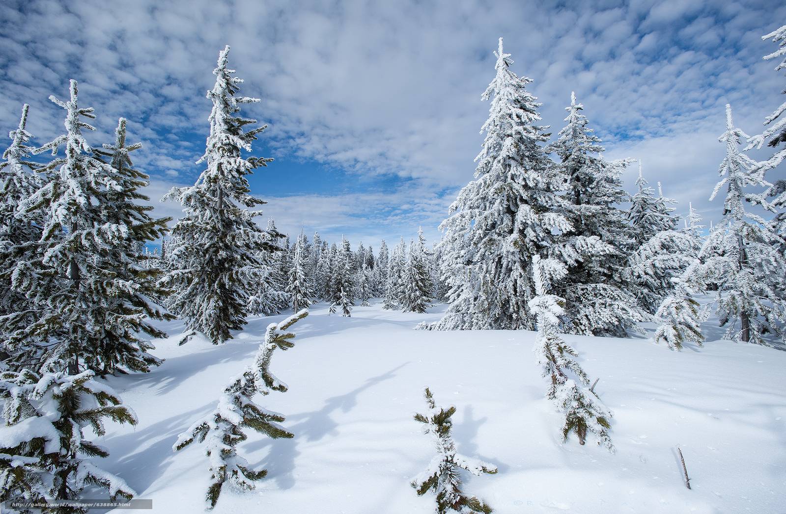 1600x1048 Montana Winter Wallpaper