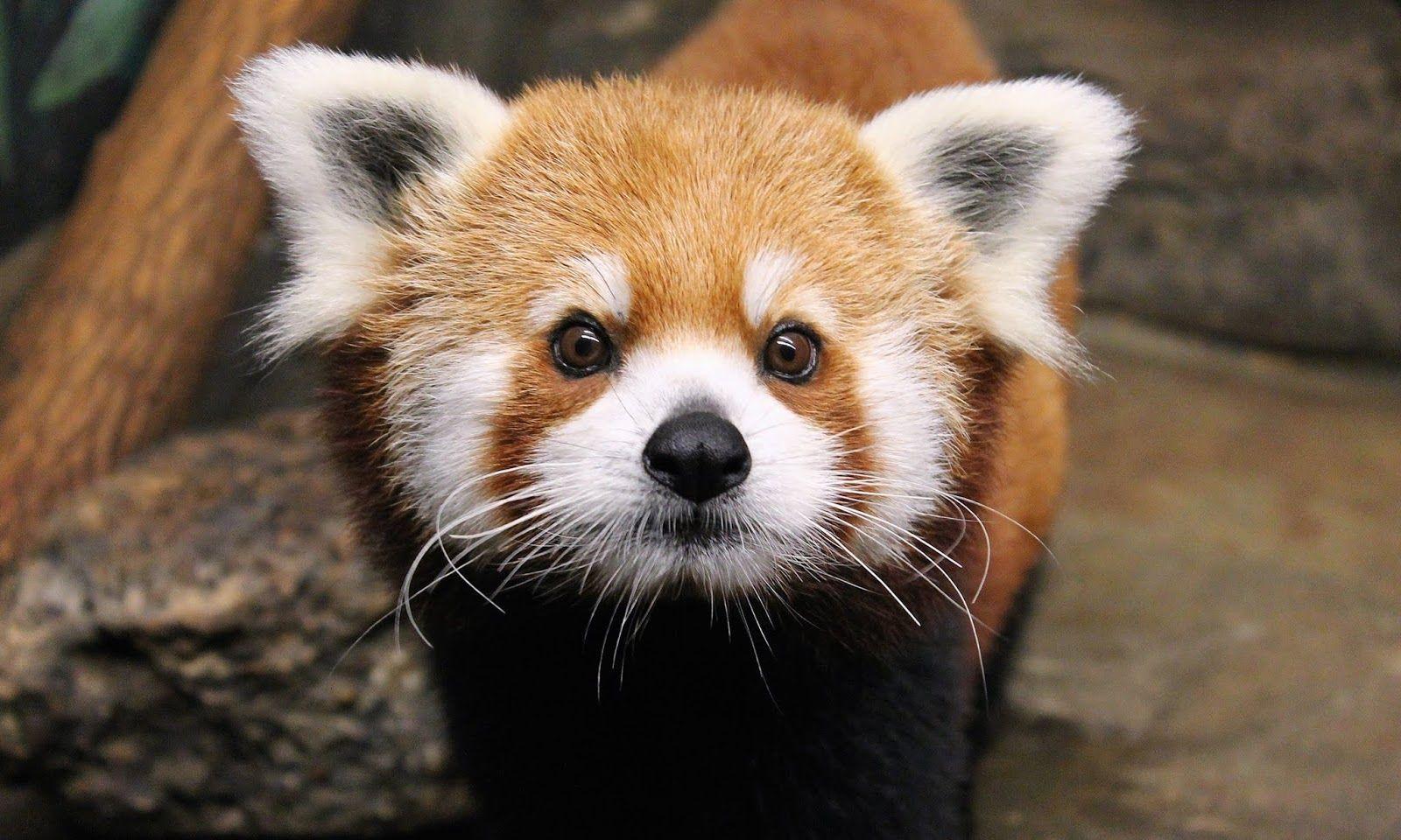 Baby Red Panda Wallpapers Top Free Baby Red Panda Backgrounds Wallpaperaccess