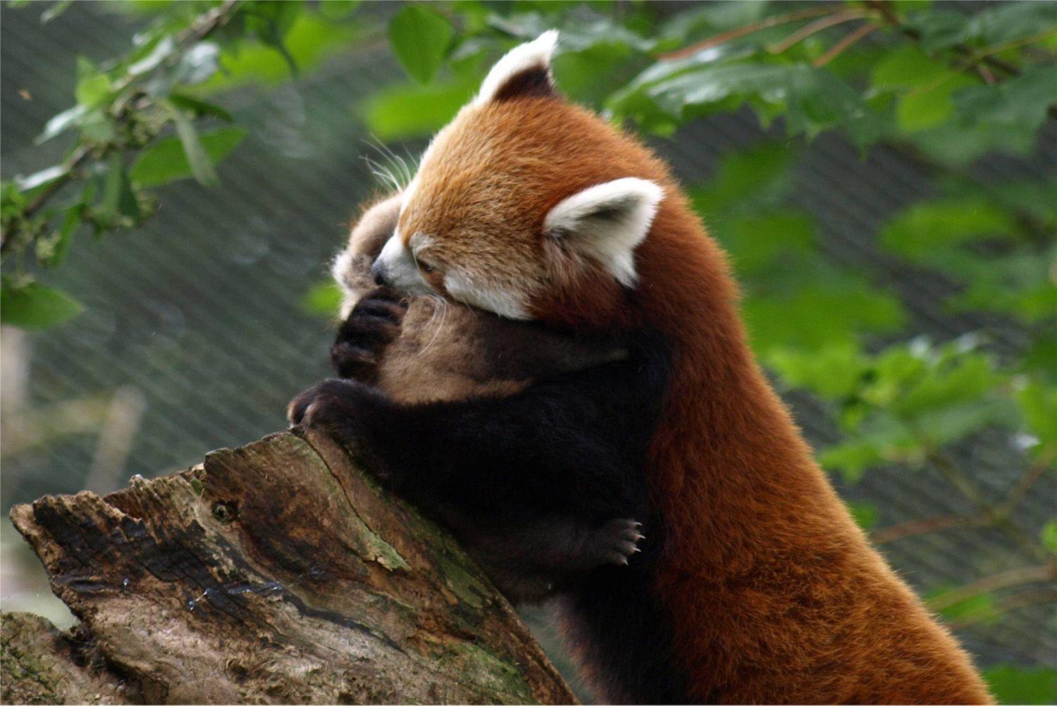 1500x1002 4K wallpaper: Adorable Cute Baby Red Panda Wallpaper