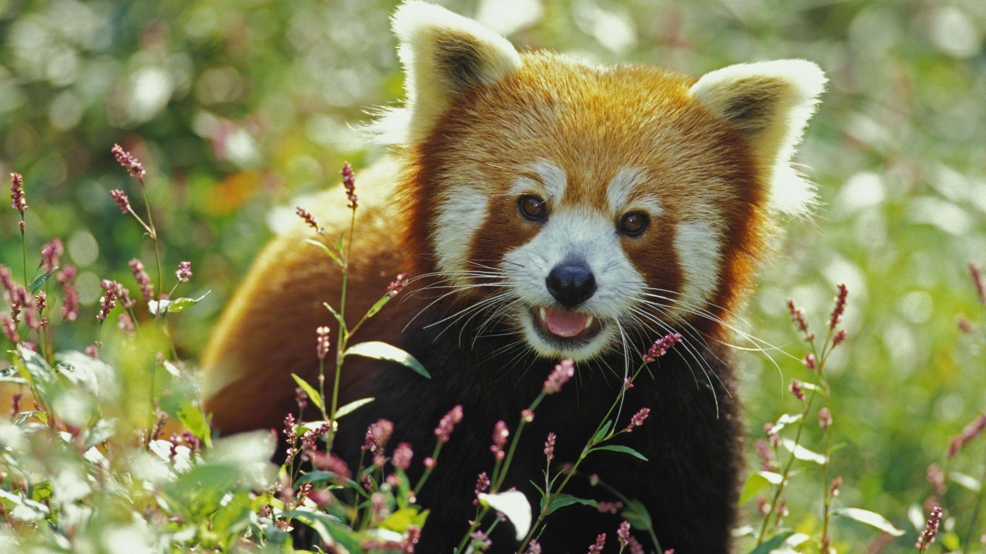 1920x1080 Baby Red Panda Picture, Hdq Cover Background Red Panda Wallpaper & Background Download