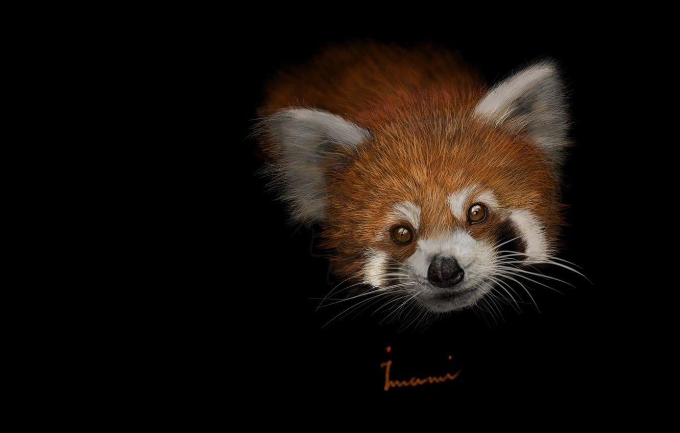 1332x850 Wallpaper art, red Panda, baby, children's, Khalil Imami, Red panda image for desktop, section животные