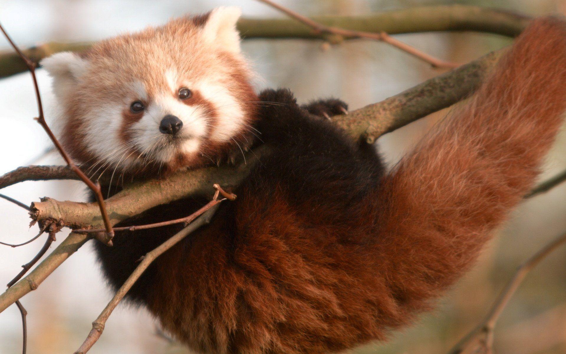 1920x1200 Red Panda 27521 1920x1200px