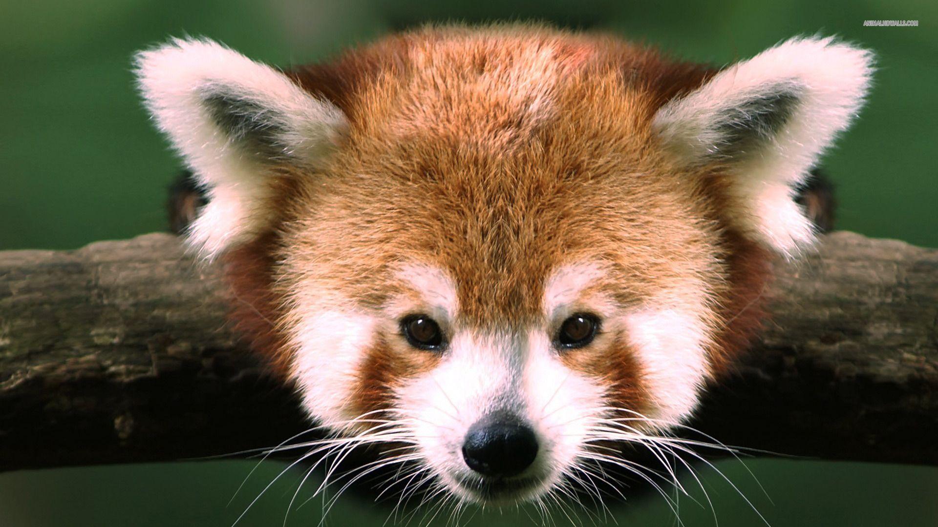 1920x1080 Red panda wallpaper 1920x1080 745 - Red Panda Wallpaper