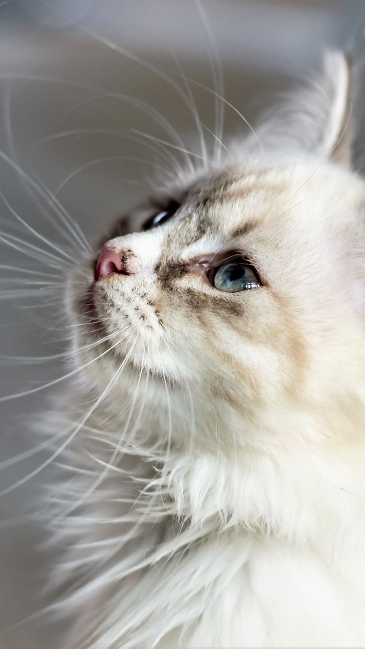 736x1308 Free Mobile Wallpaper Of White Cat. Beautiful & Awesome Cat Wallpaper. Cats, Kittens, And Kitty Cat Wallpaper To Grace Your Mobile And Desktop Background. Download Free Android, Iphone, Ipad, Mobile & Desktop Wallpaper
