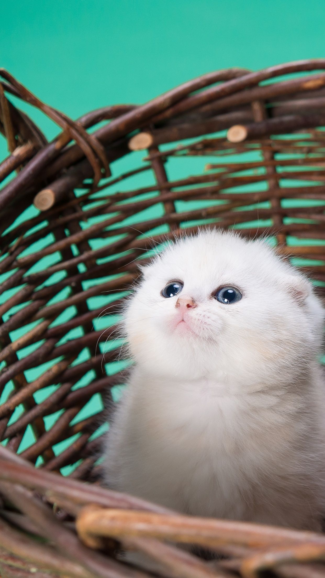 1242x2208 White cat Wallpaper 4K, Kitty, Basket, Puppy